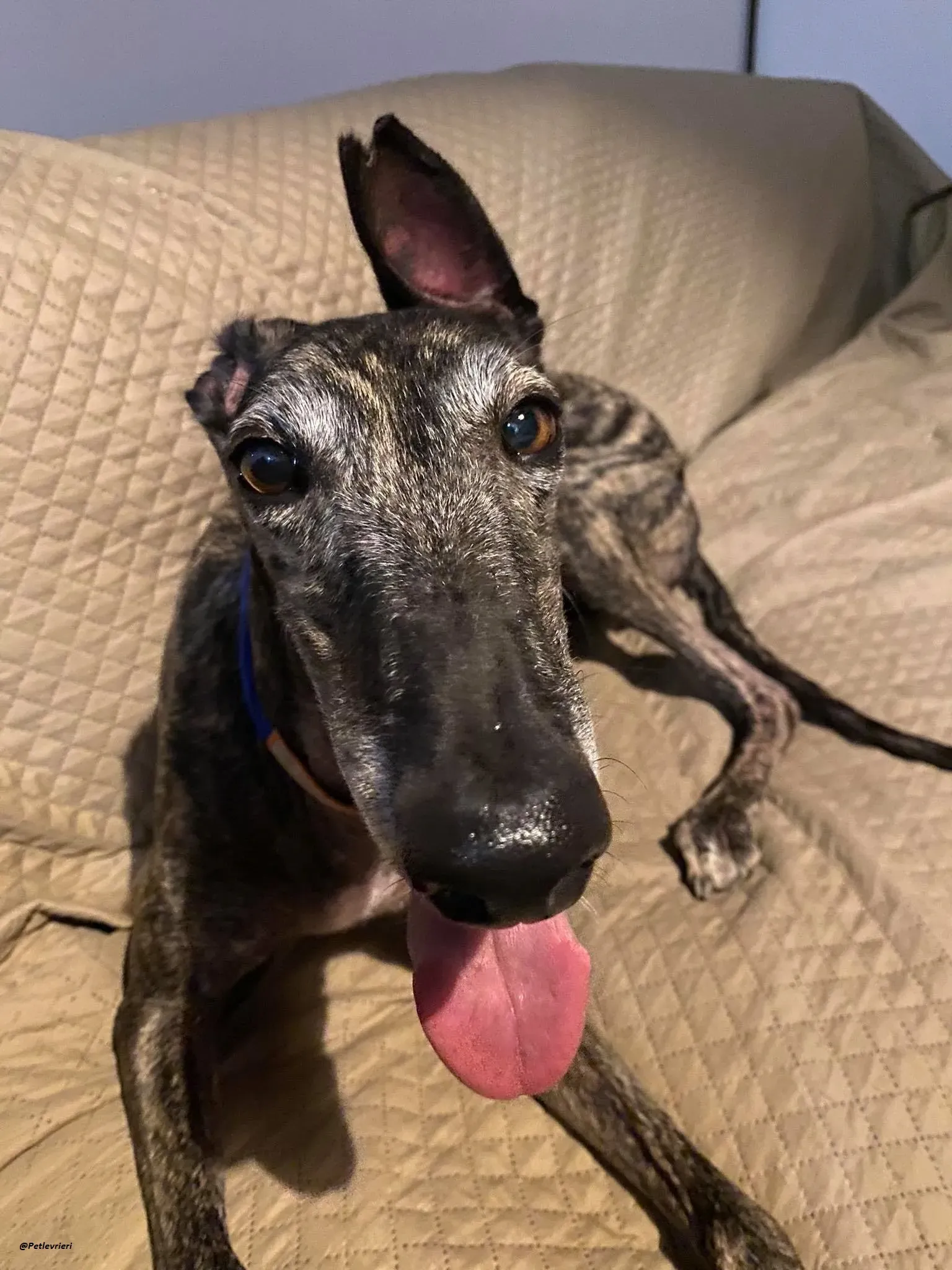 Lola la Galga foster family adozione levrieri 7