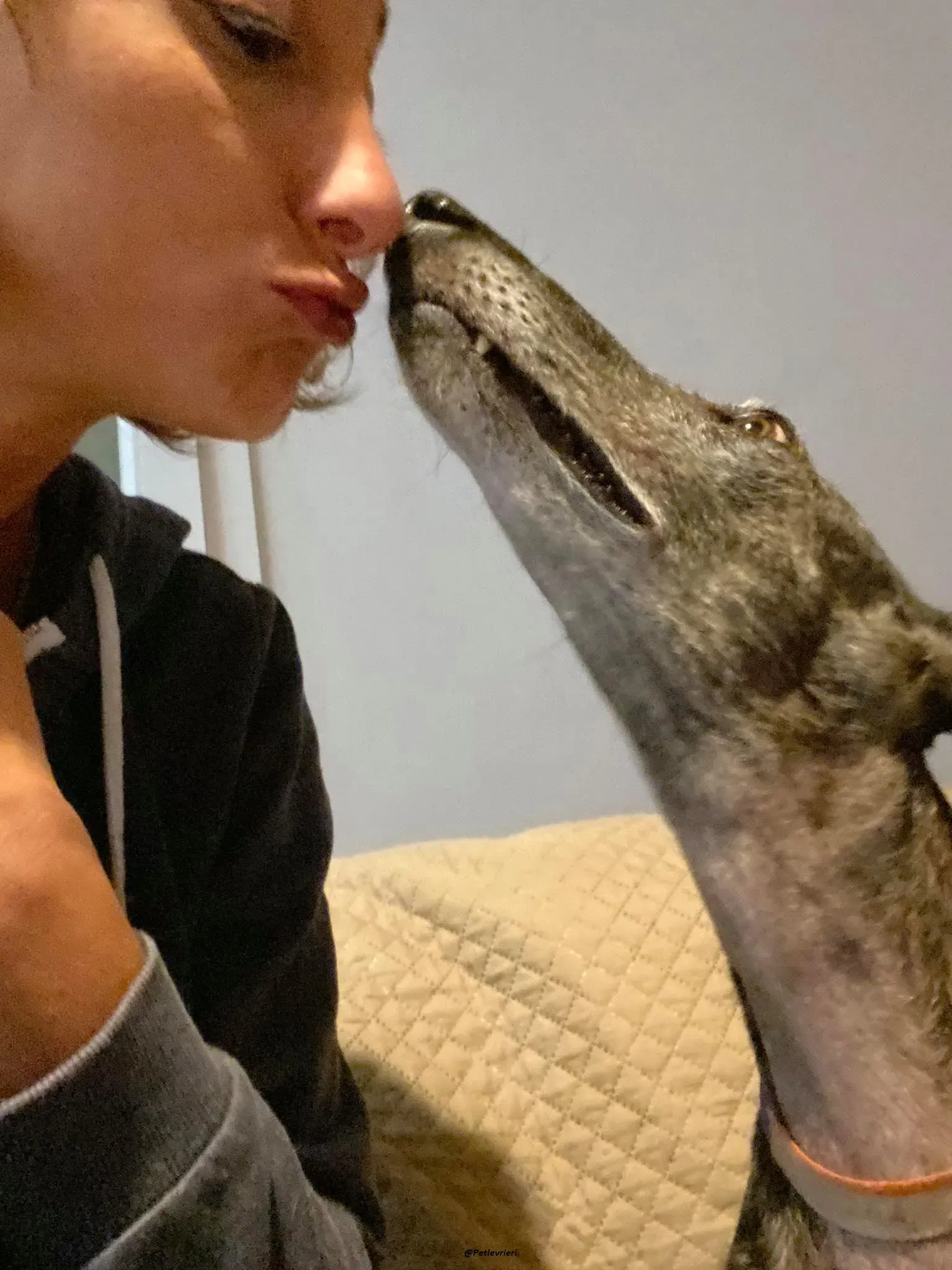 Lola la Galga foster family adozione levrieri 8