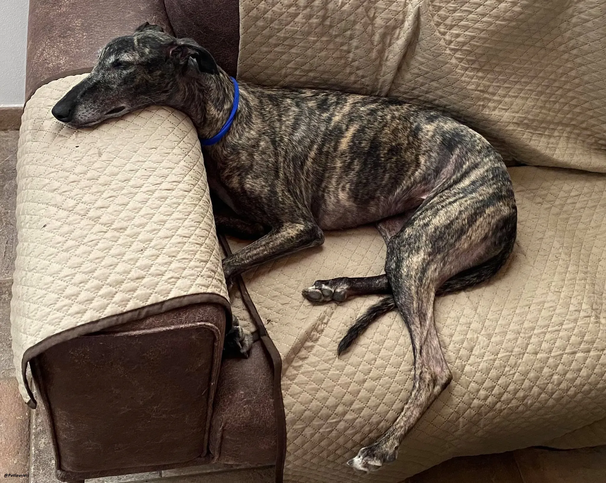 Lola la Galga foster family adozione levrieri 9