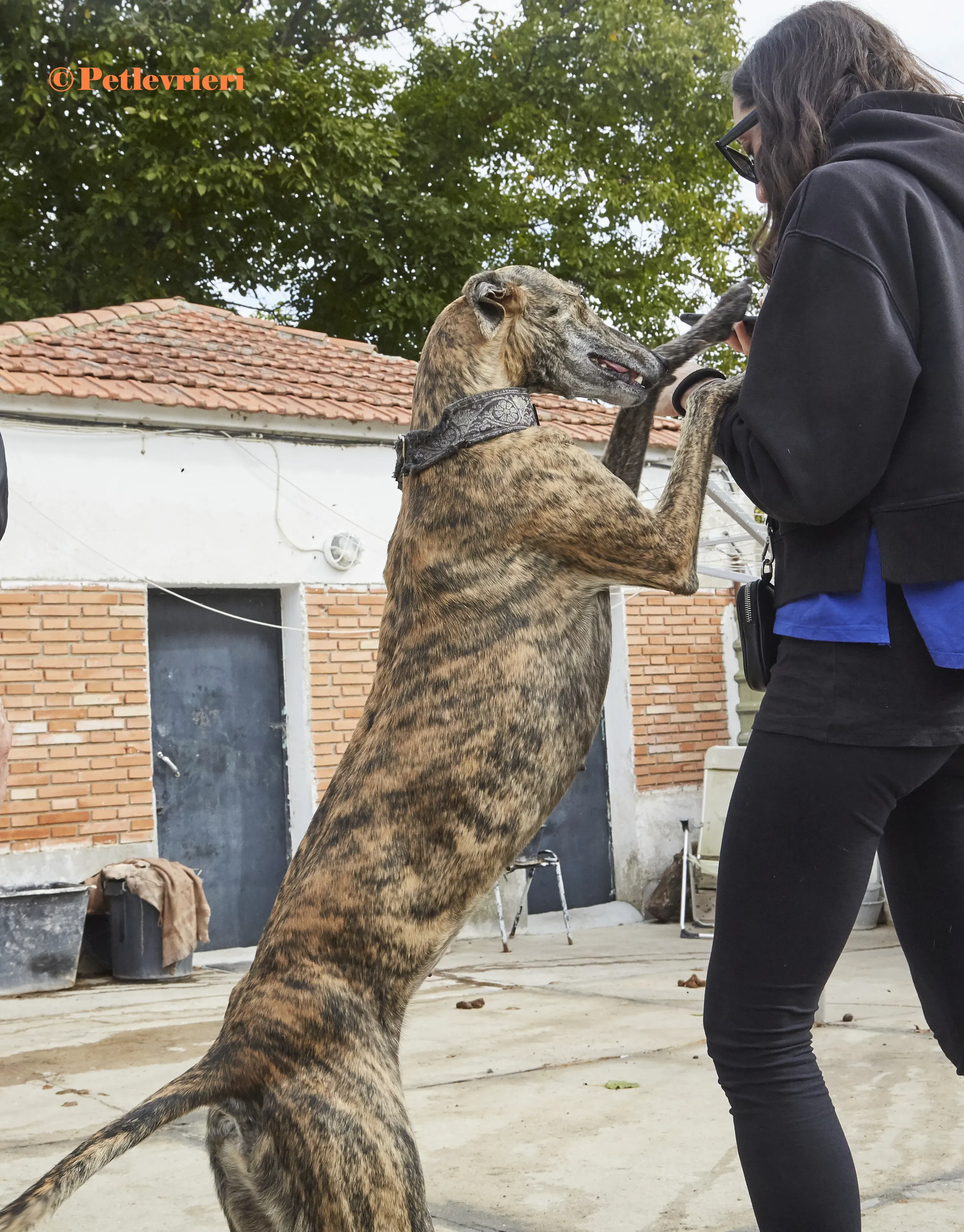 Lolita galgo adozione pet levrieri onlus 1