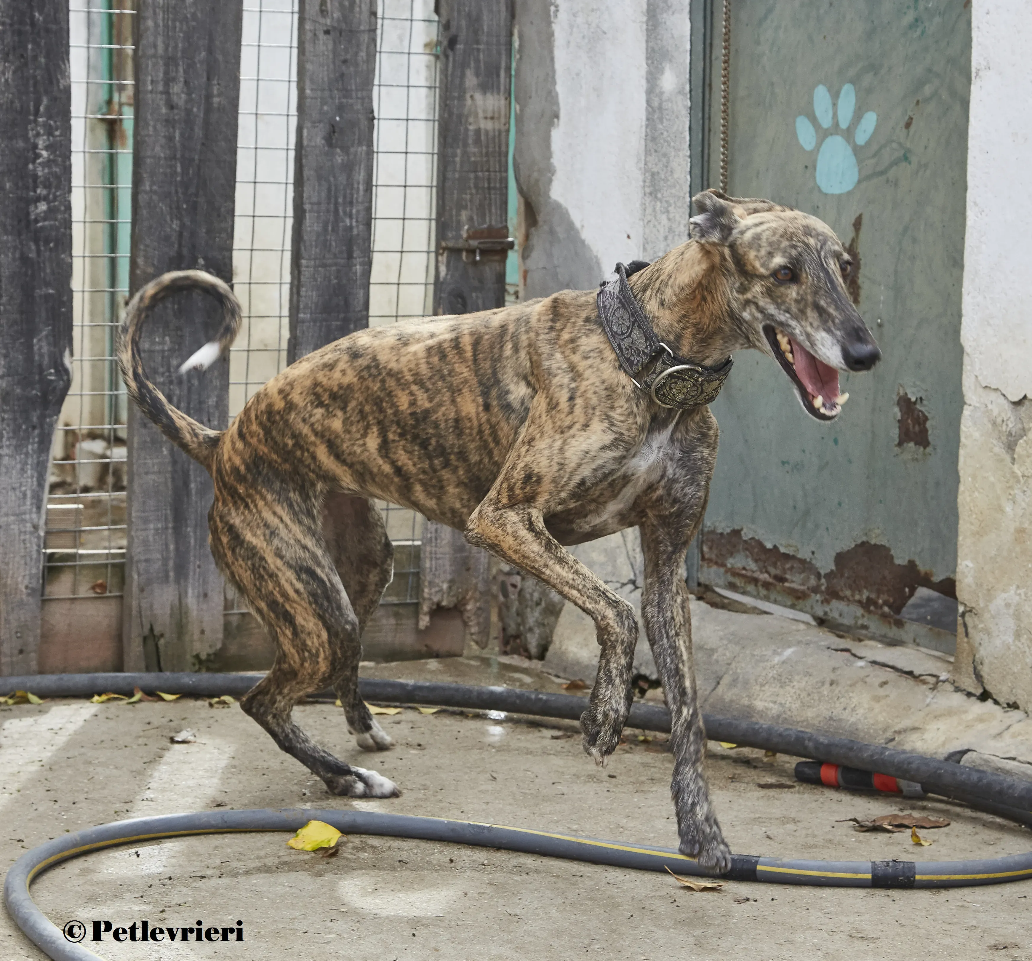 Lolita galgo adozione pet levrieri onlus 11