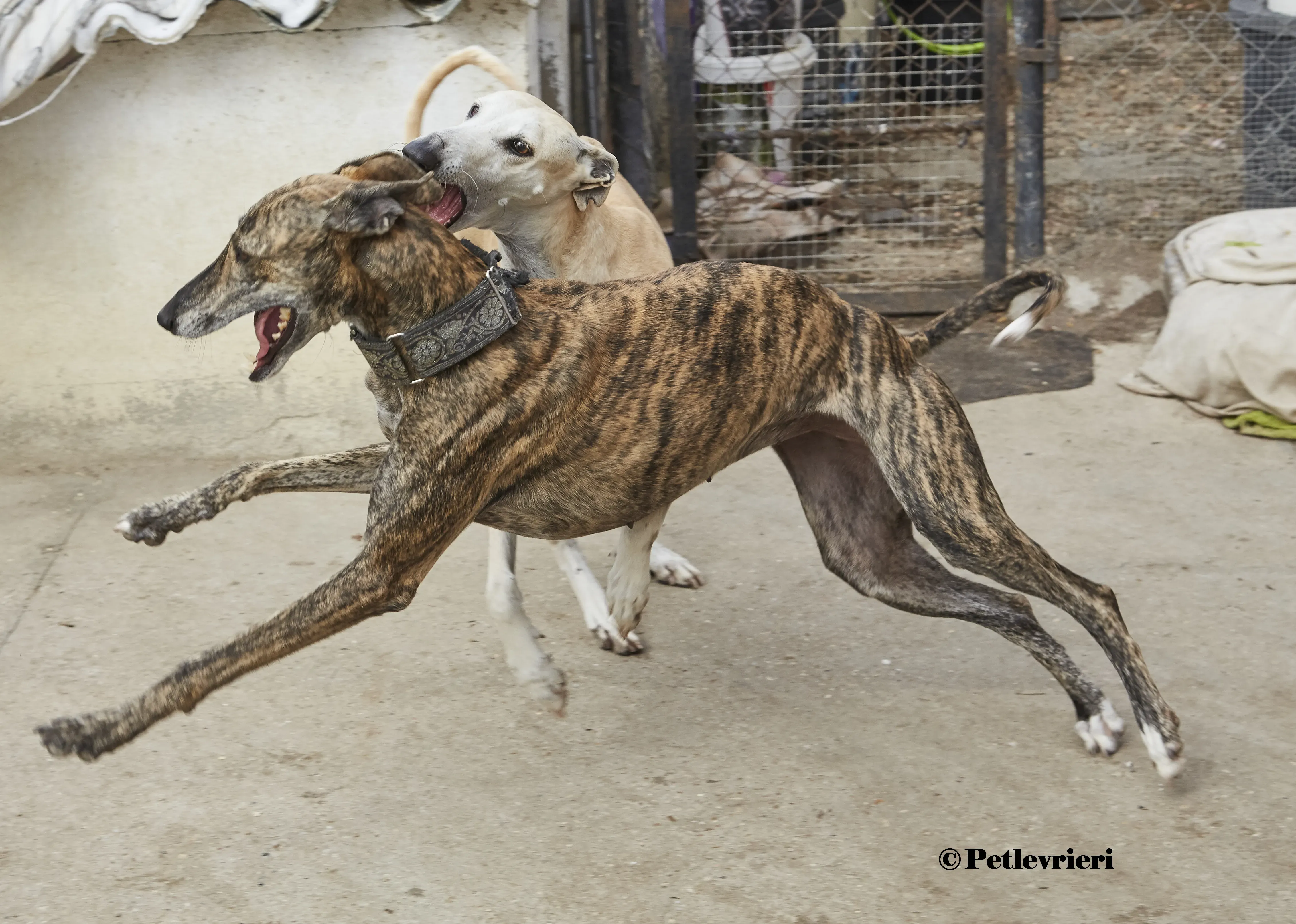 Lolita galgo adozione pet levrieri onlus 2