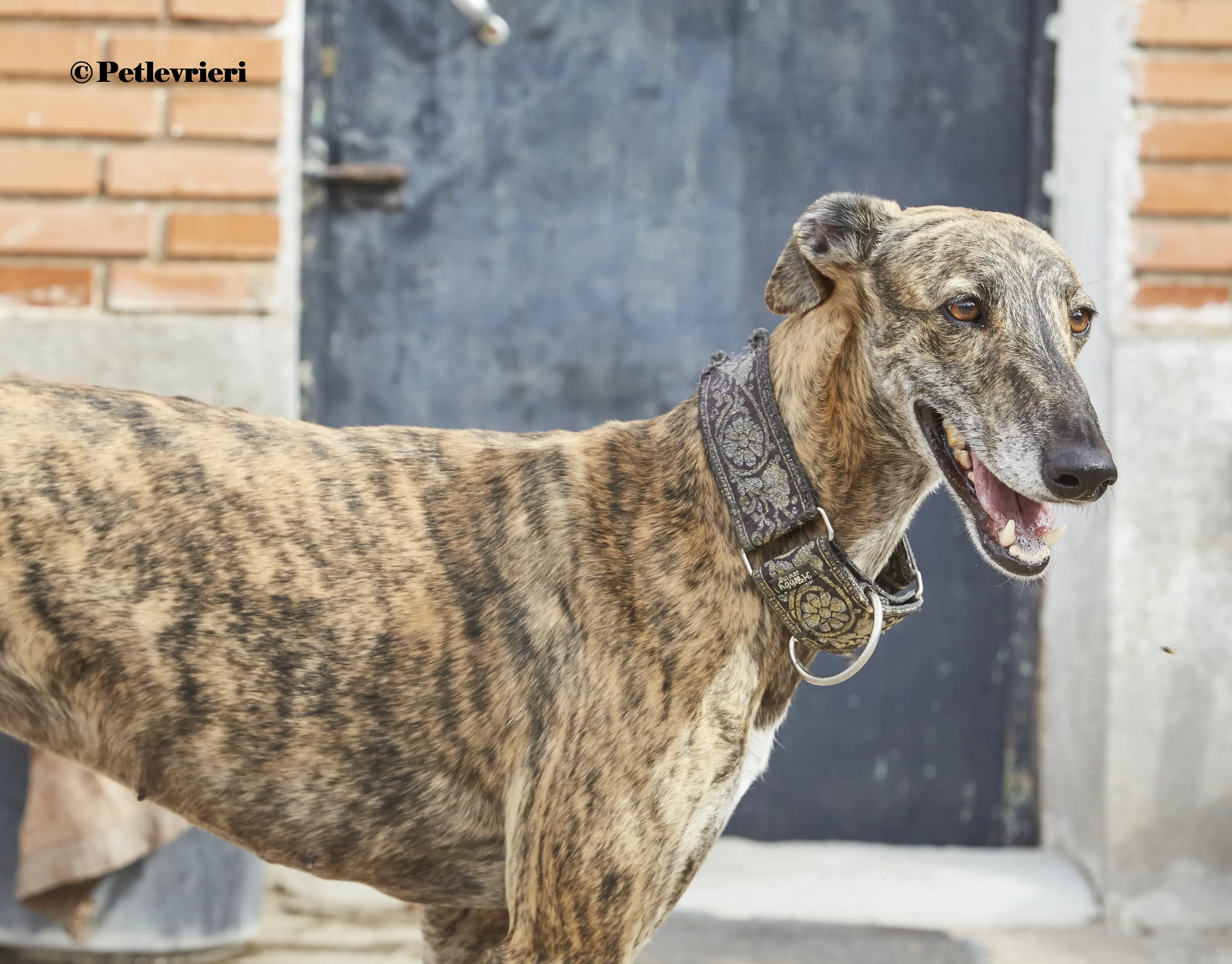 Lolita galgo adozione pet levrieri onlus 3
