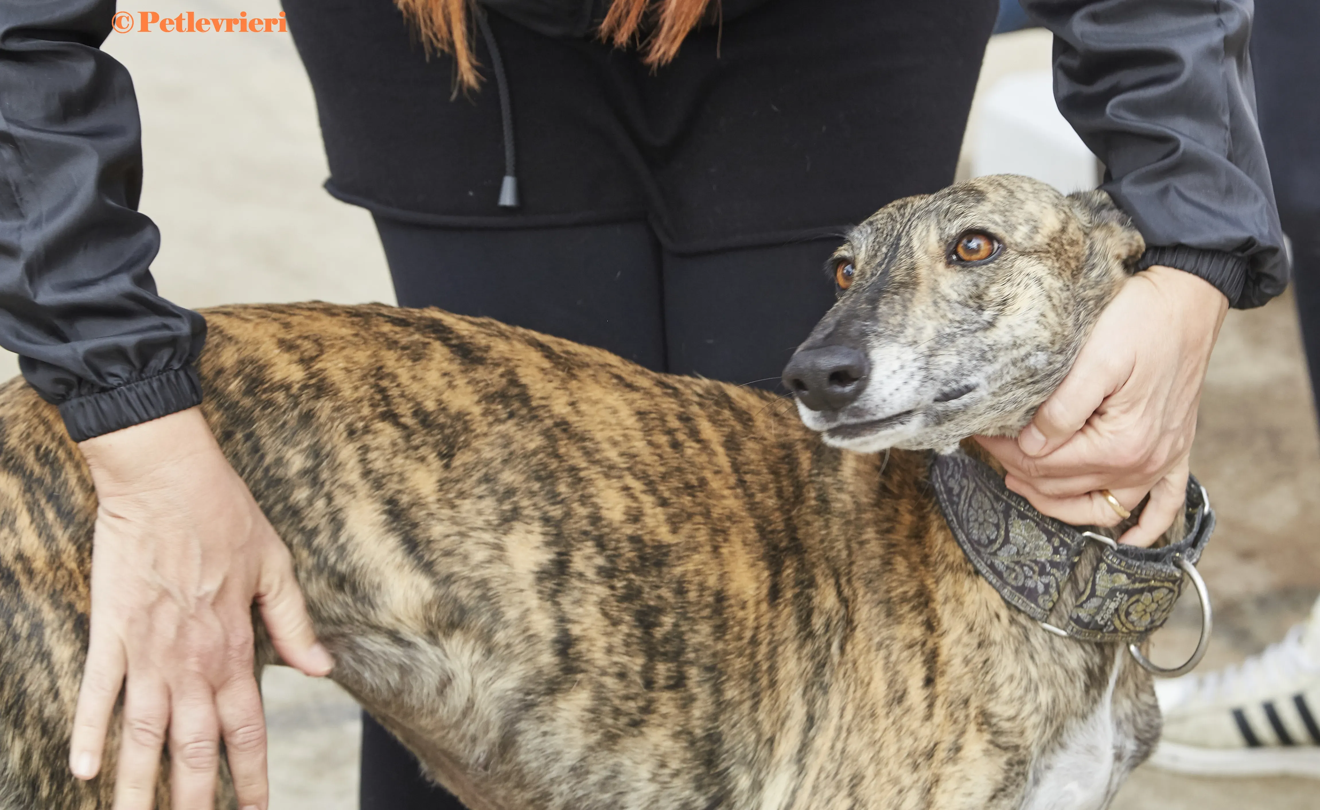 Lolita galgo adozione pet levrieri onlus 4
