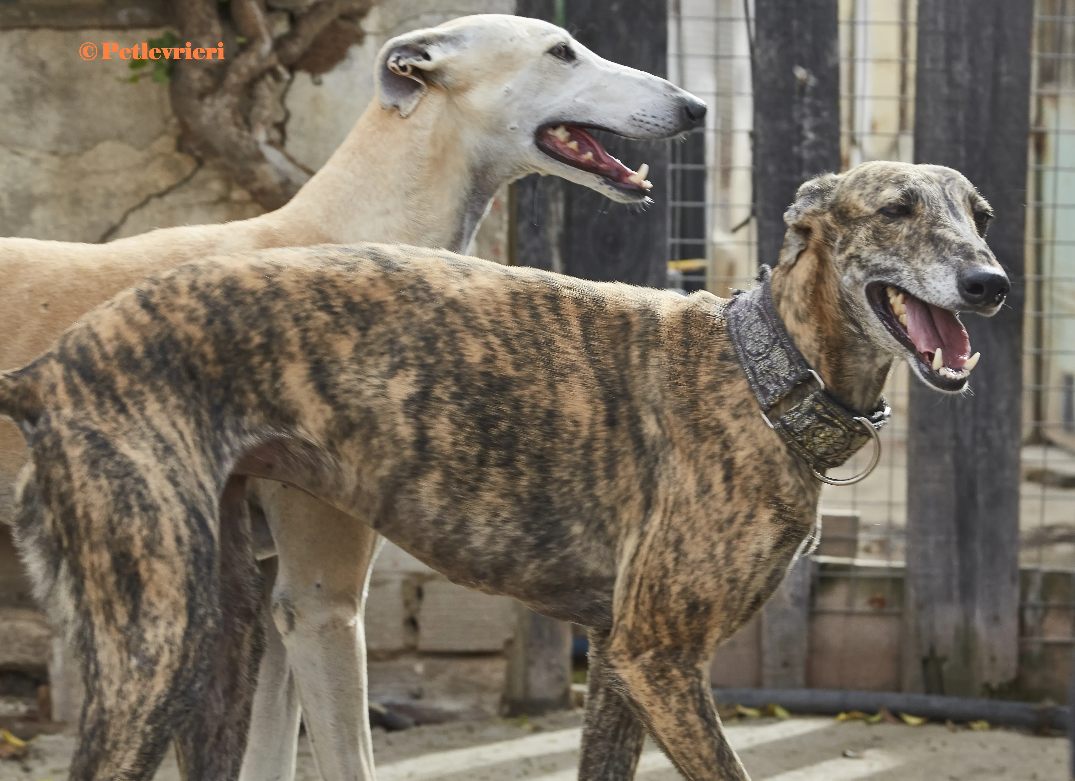 Lolita galgo adozione pet levrieri onlus 5