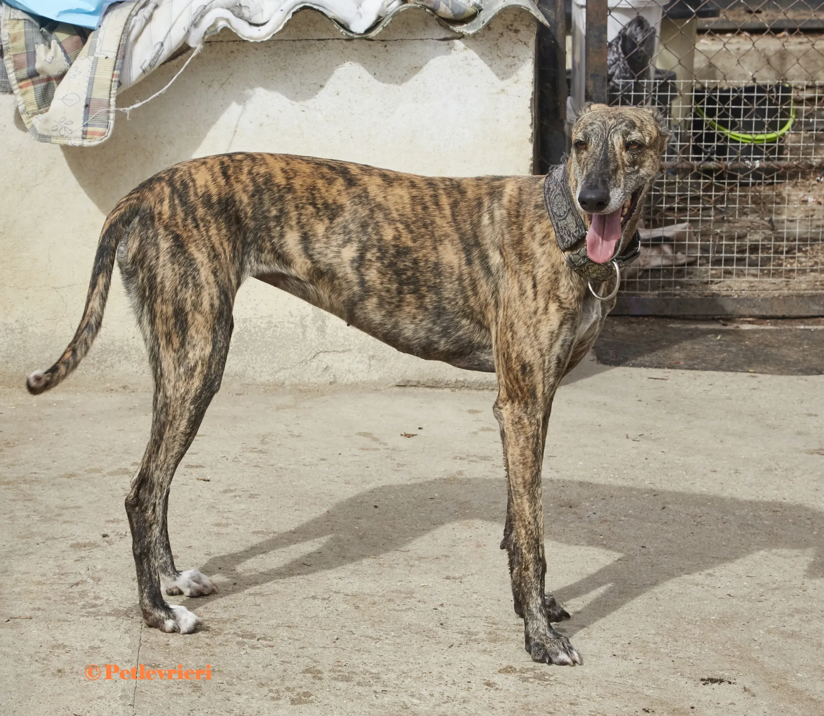 Lolita galgo adozione pet levrieri onlus 6 2