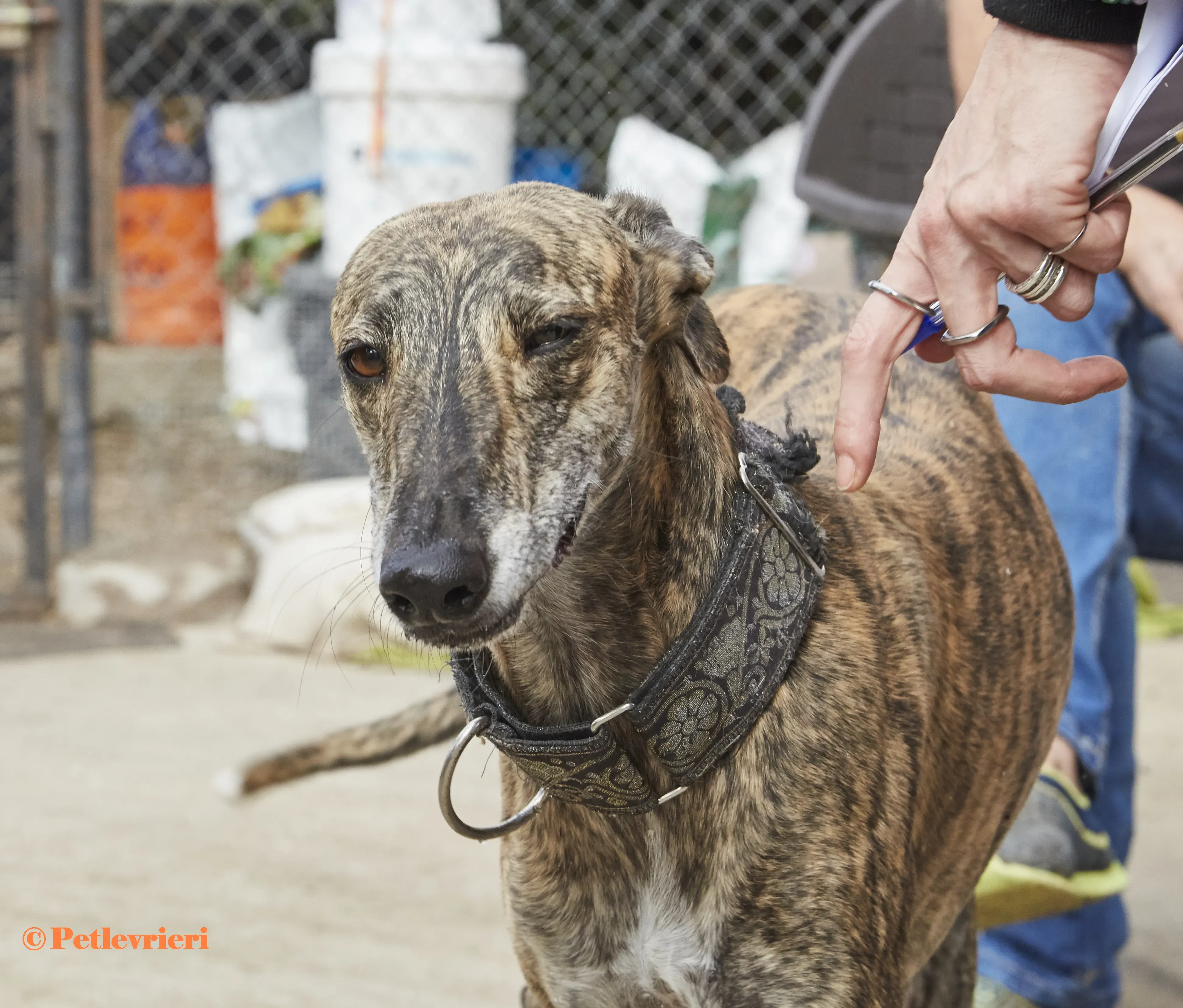 Lolita galgo adozione pet levrieri onlus 7