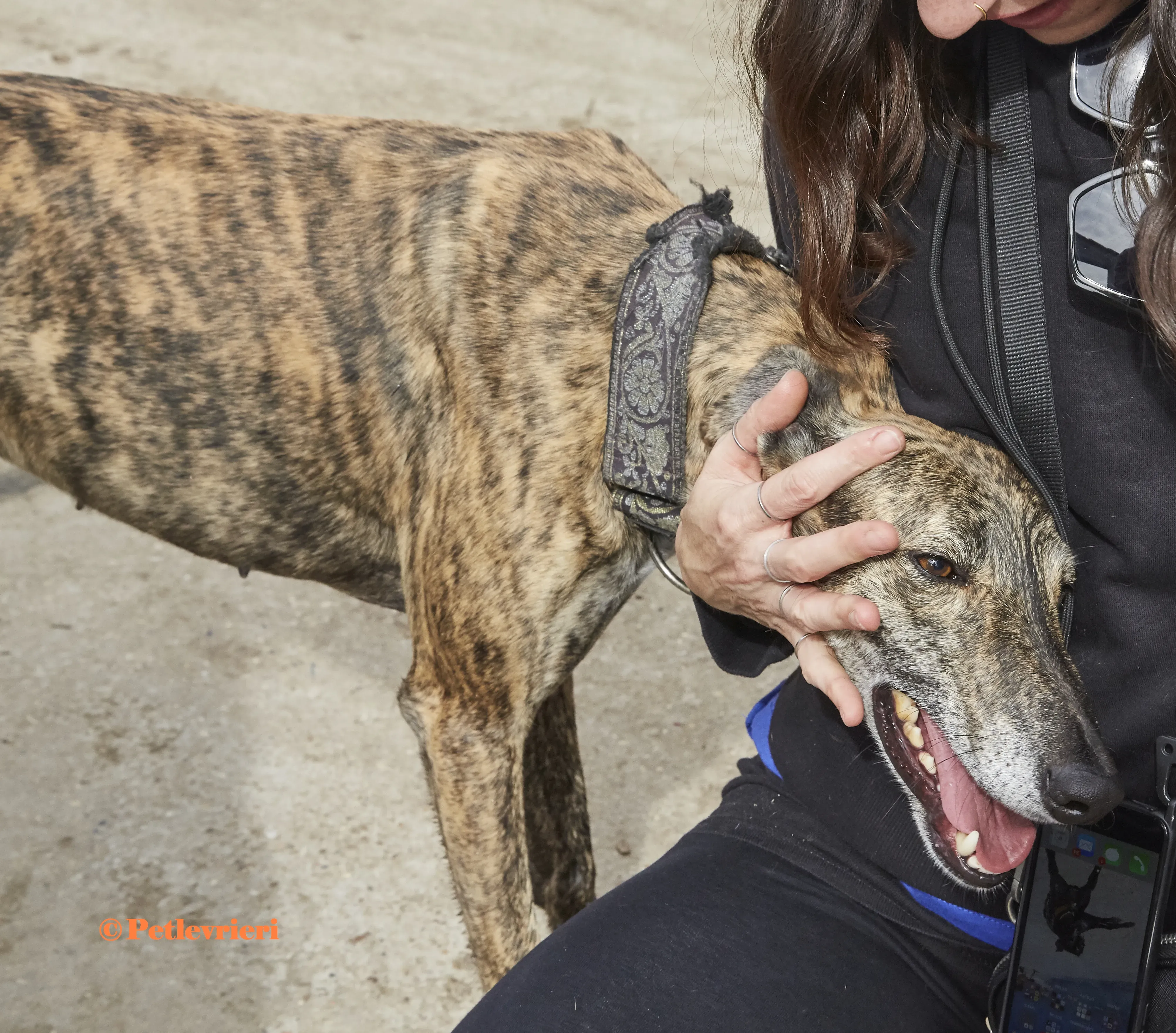 Lolita galgo adozione pet levrieri onlus 8