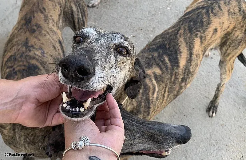 Lollypop adozione levrieri galgo 01