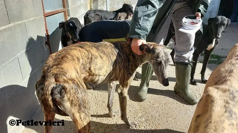 Lollypop adozione levrieri galgo 01