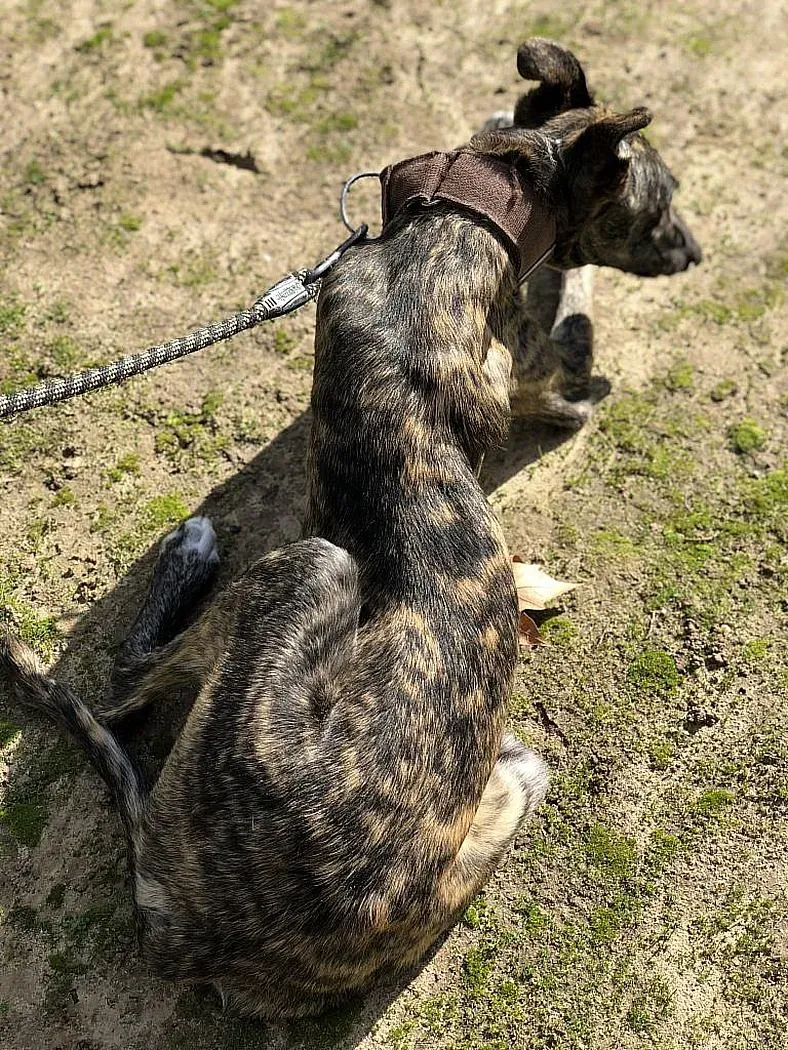 Lolo adozioni levrieri galgo 1