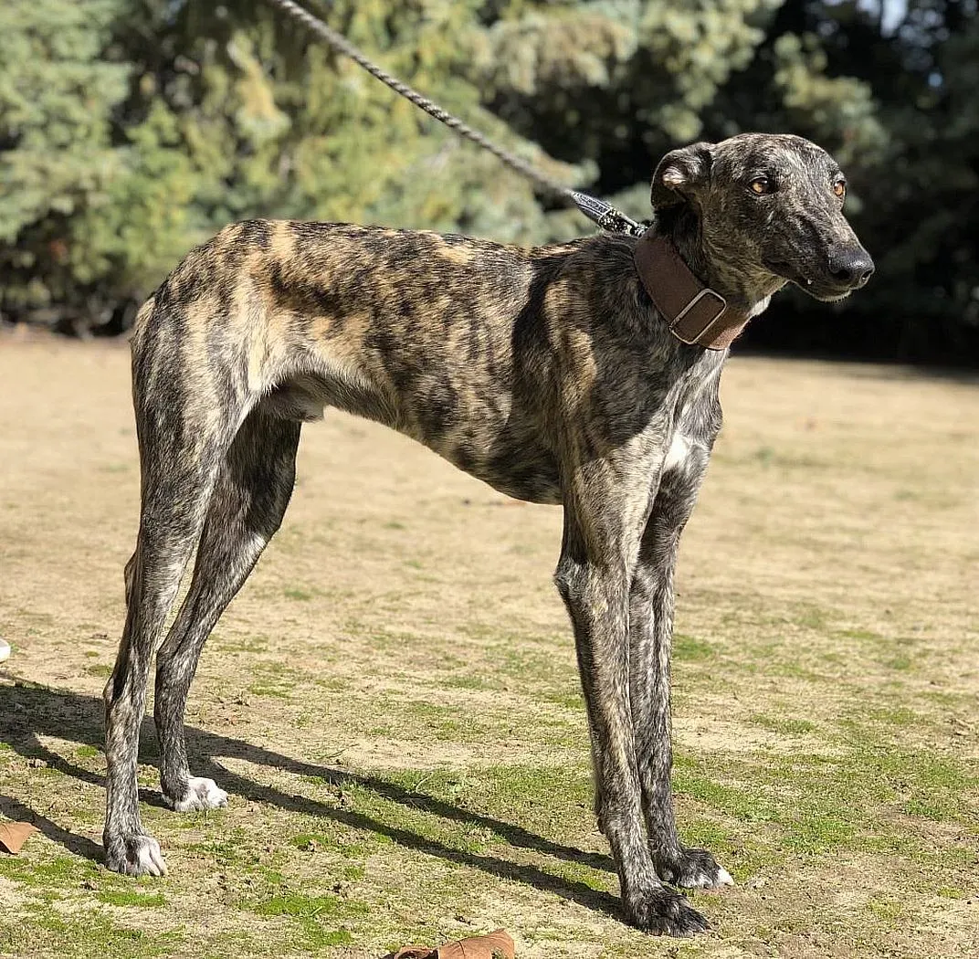 Lolo adozioni levrieri galgo 2