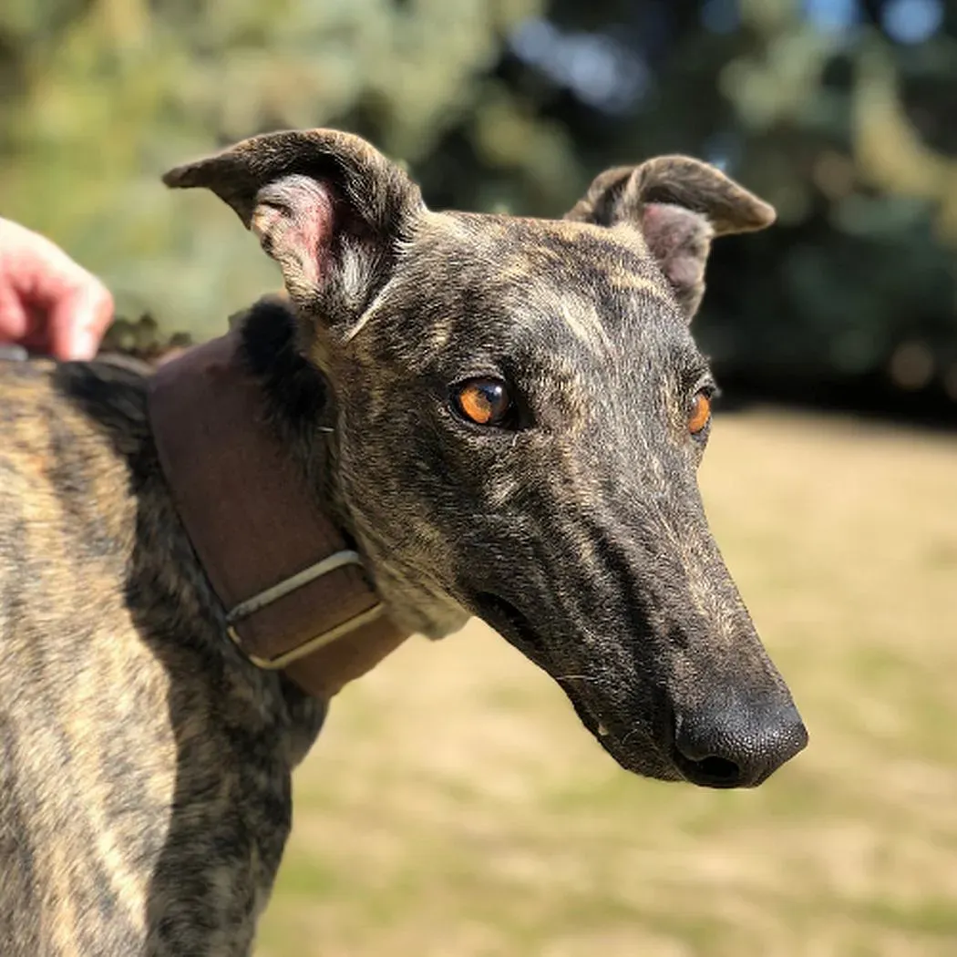 Lolo adozioni levrieri galgo 3