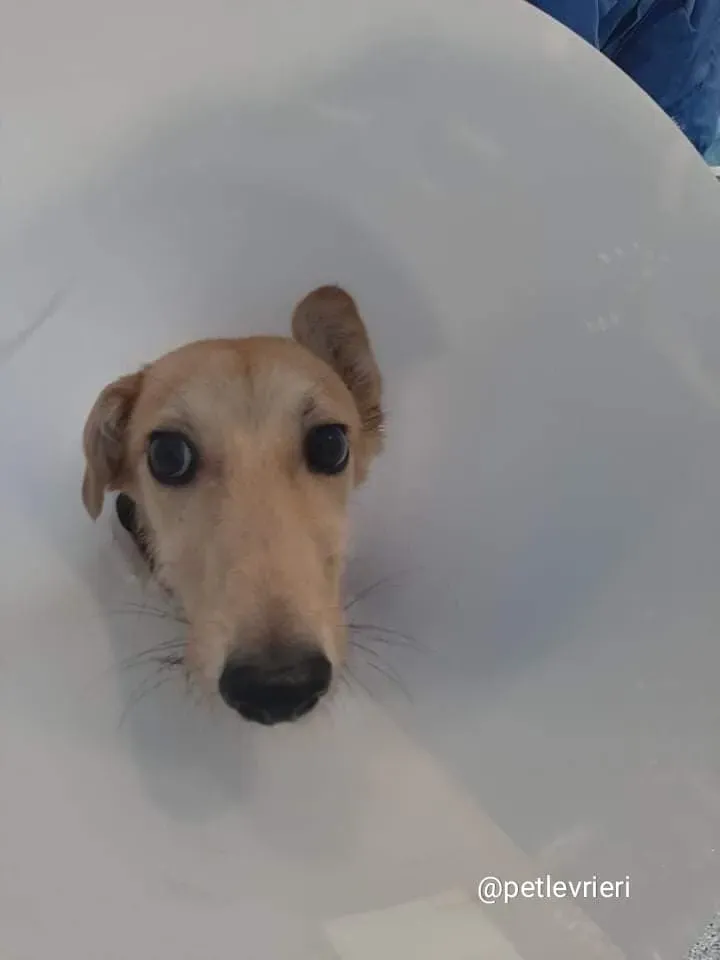 Lorcan adozione lurcher 1