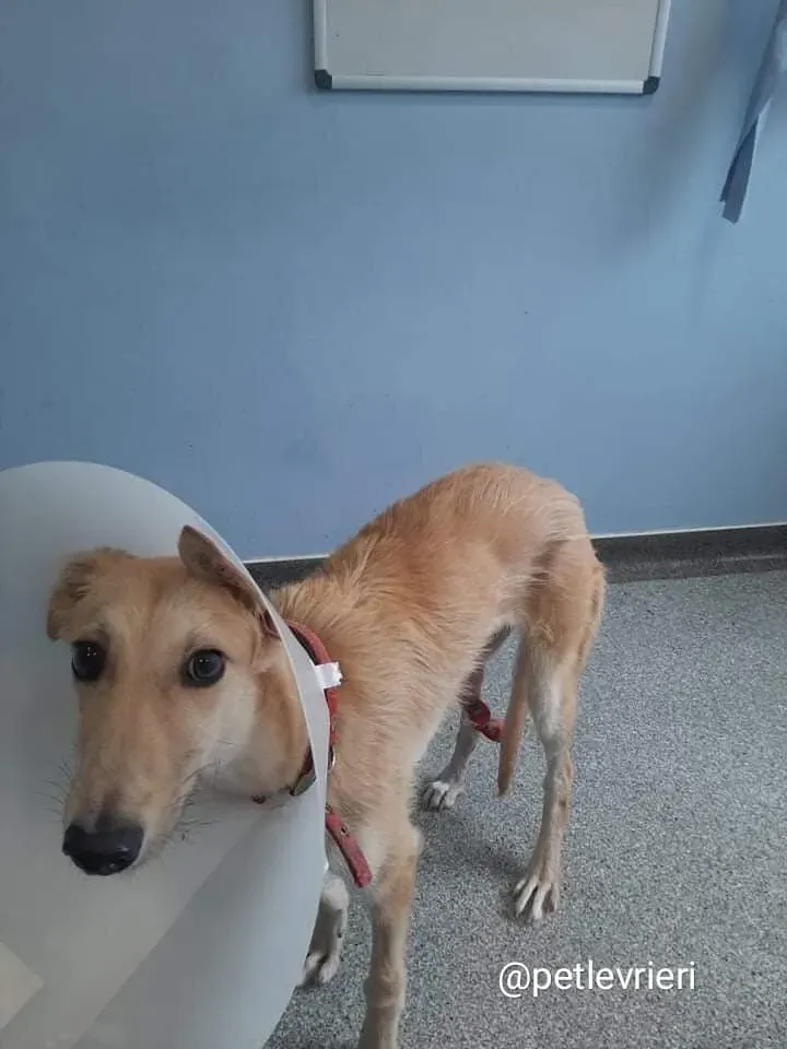 Lorcan adozione lurcher 2