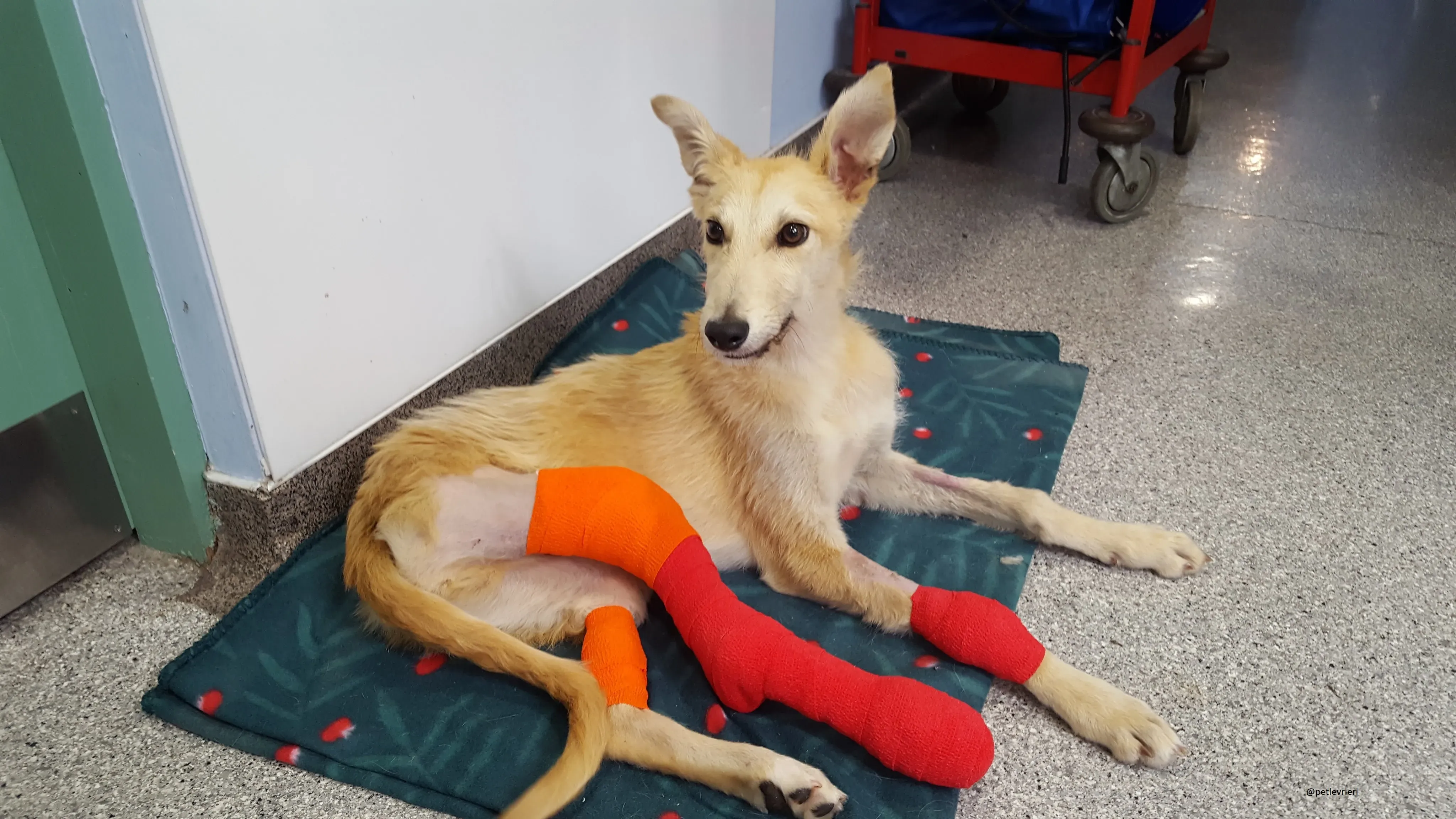 Lorcan lurcher adozione levrieri 1