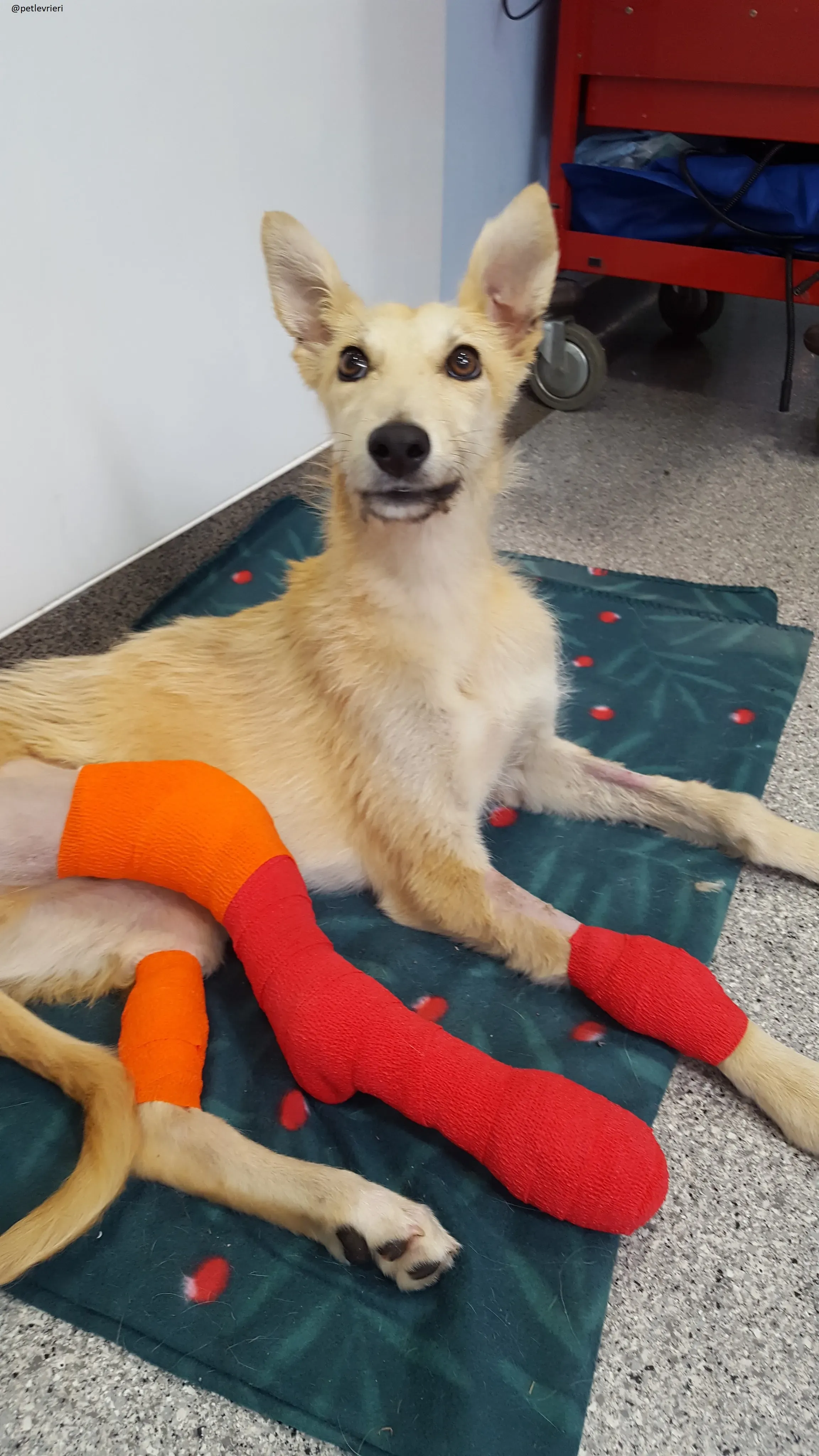 Lorcan lurcher adozione levrieri 2