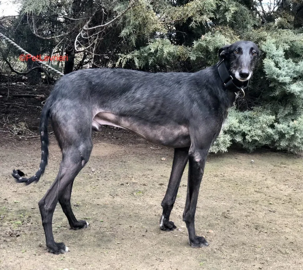 Lord Adozione levrieri galgo 3