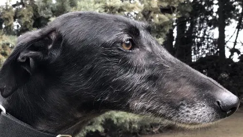 Lord adozione levrieri galgo 1