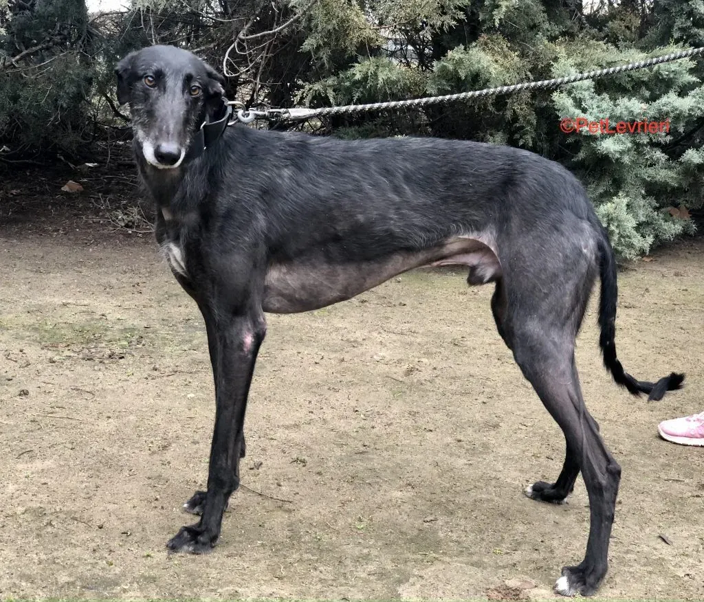Lord adozione levrieri galgo 2