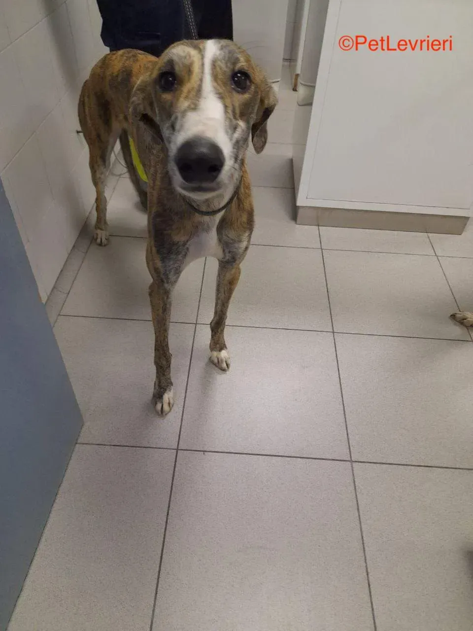 Lorenzo adozione galgo pet levrieri onlus 1 1
