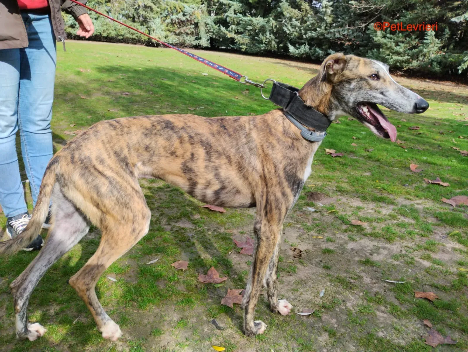 Lorenzo adozione galgo pet levrieri onlus 3