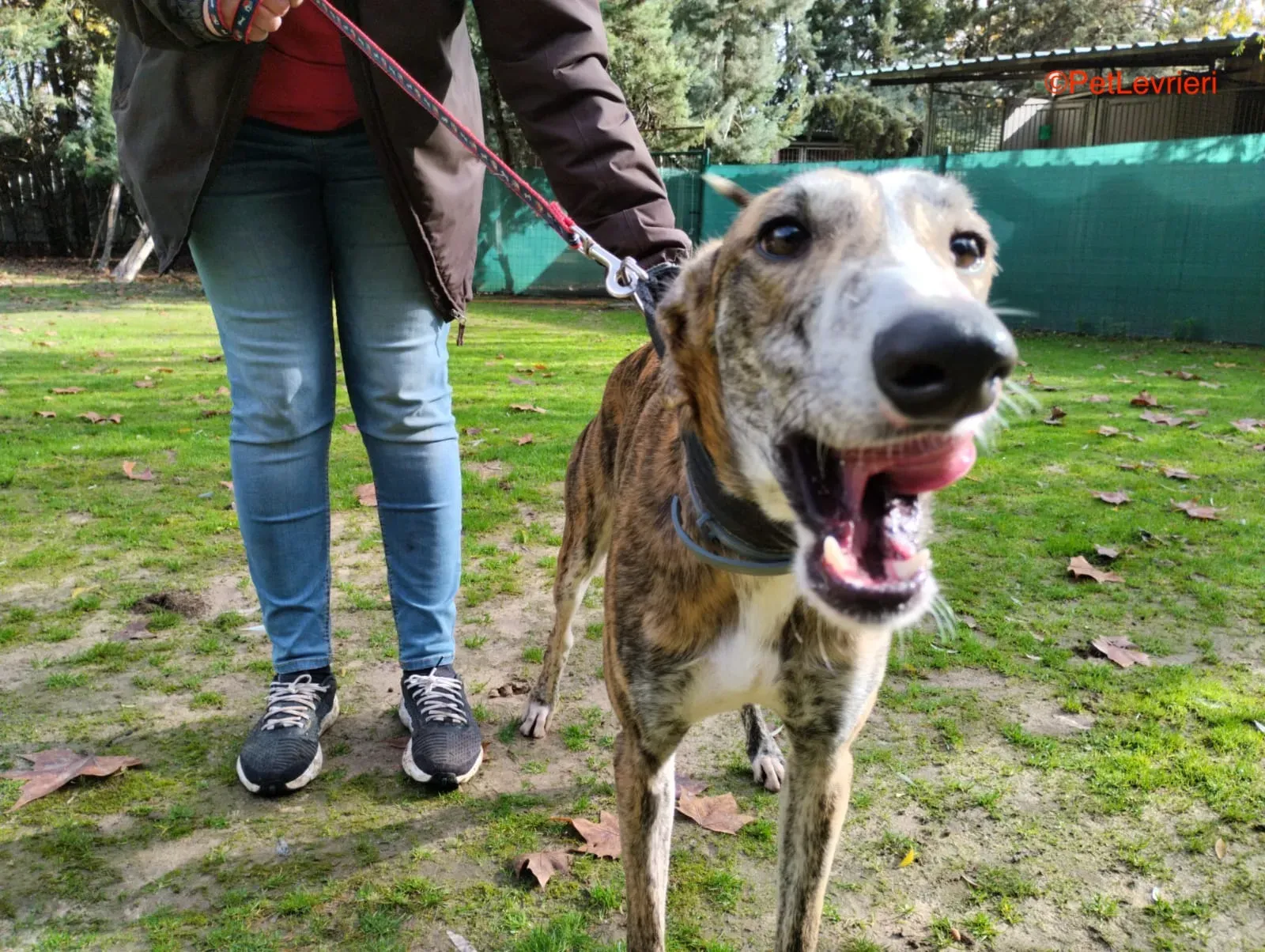 Lorenzo adozione galgo pet levrieri onlus 4