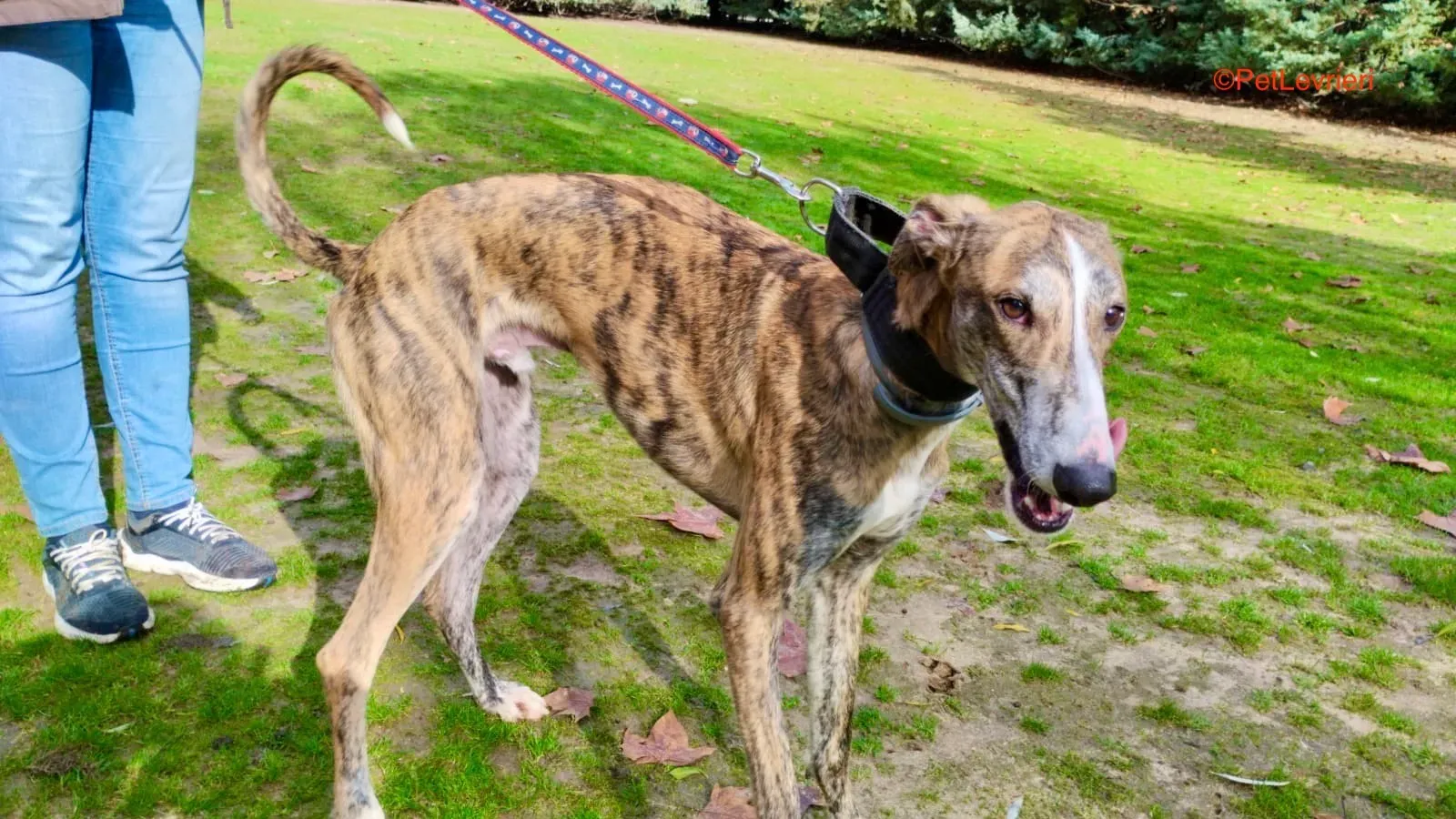 Lorenzo adozione galgo pet levrieri onlus 5