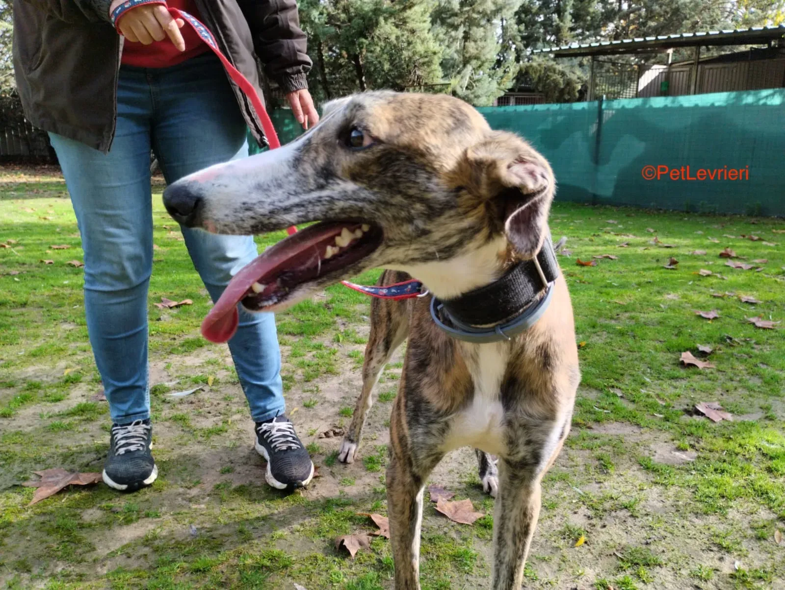 Lorenzo adozione galgo pet levrieri onlus 6