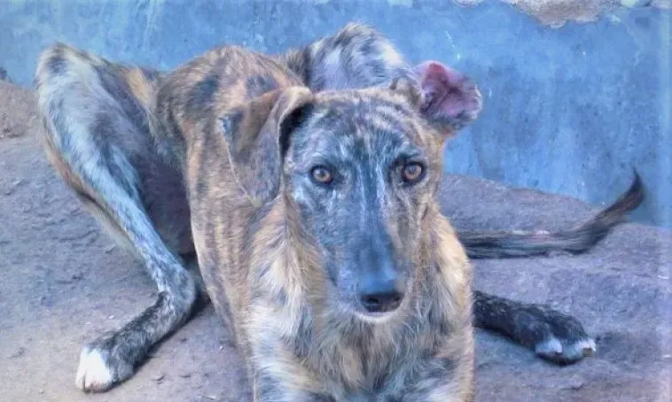 Lorenzo adozione levrieri galgo 01 16 9