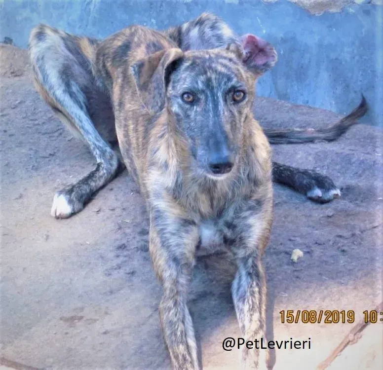Lorenzo adozione levrieri galgo 01
