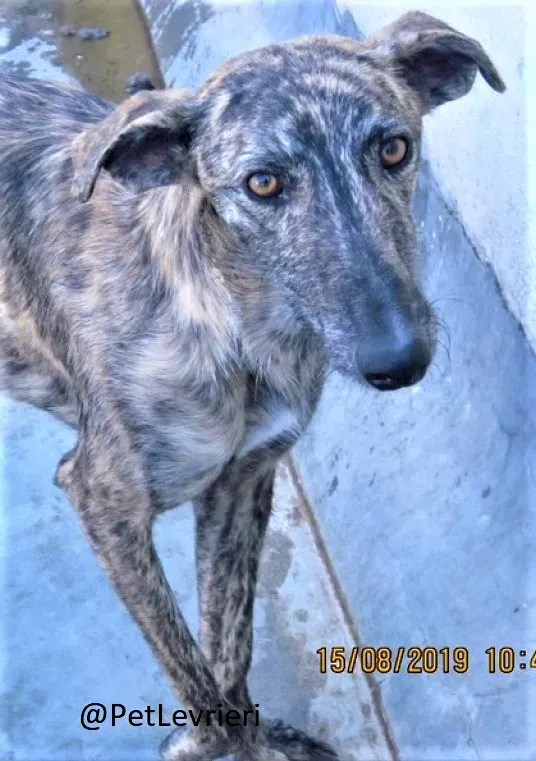 Lorenzo adozione levrieri galgo 02