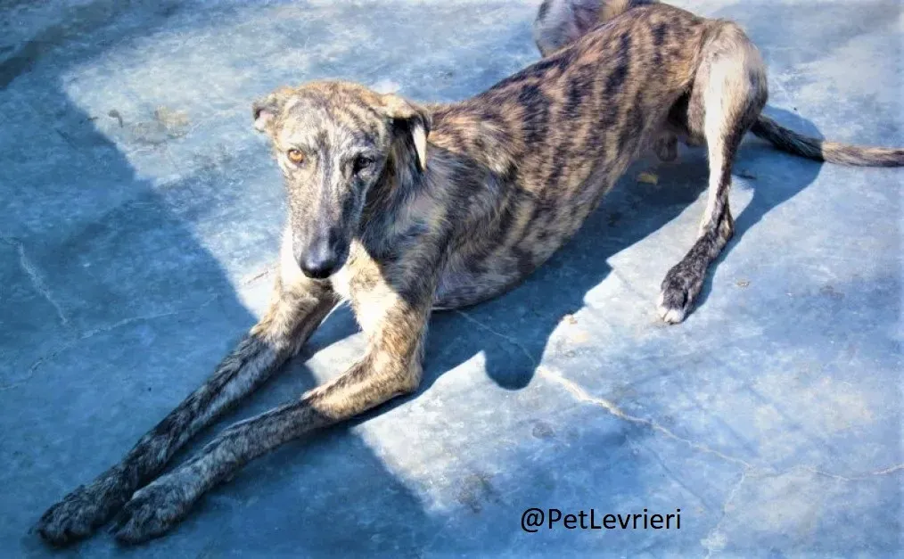 Lorenzo adozione levrieri galgo 03