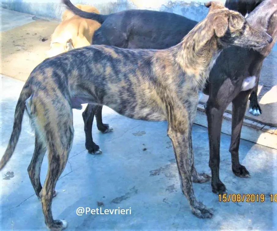 Lorenzo adozione levrieri galgo 04