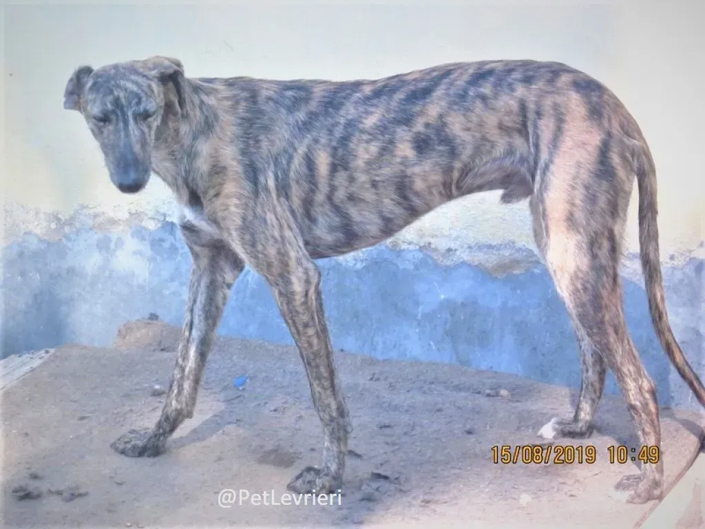 Lorenzo adozione levrieri galgo 05