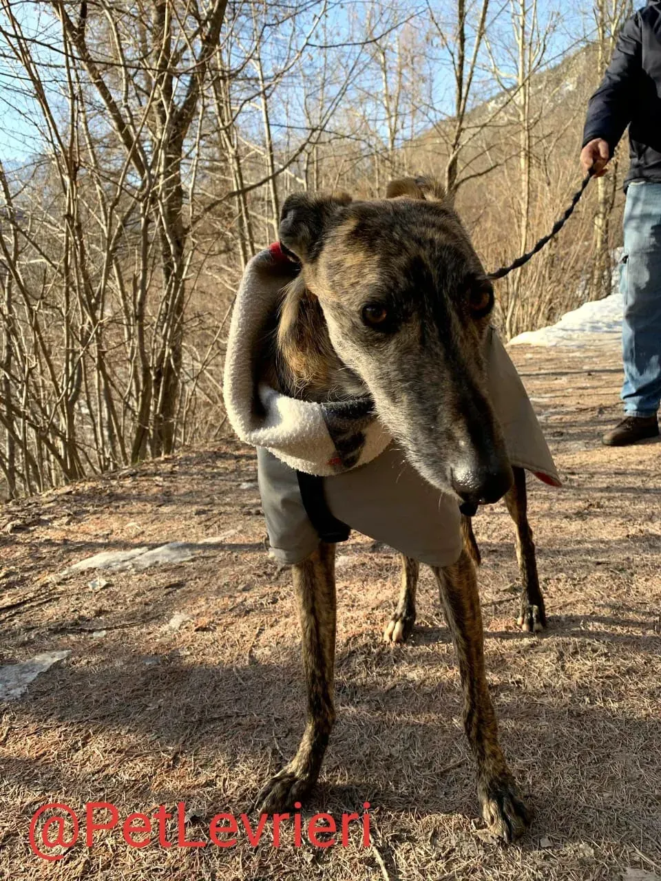 Lorenzo adozione levrieri galgo 07