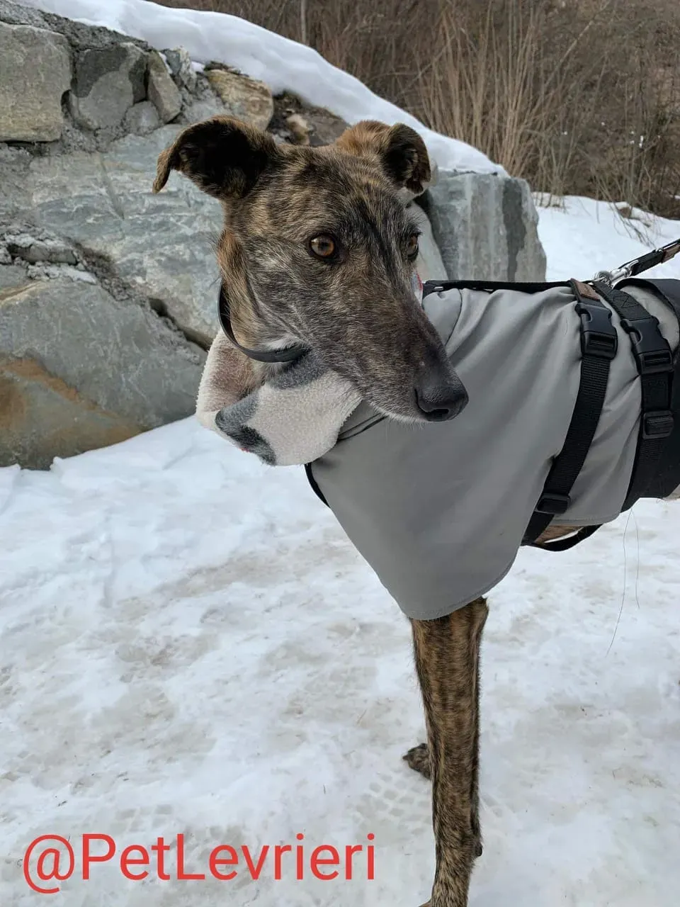 Lorenzo adozione levrieri galgo 08