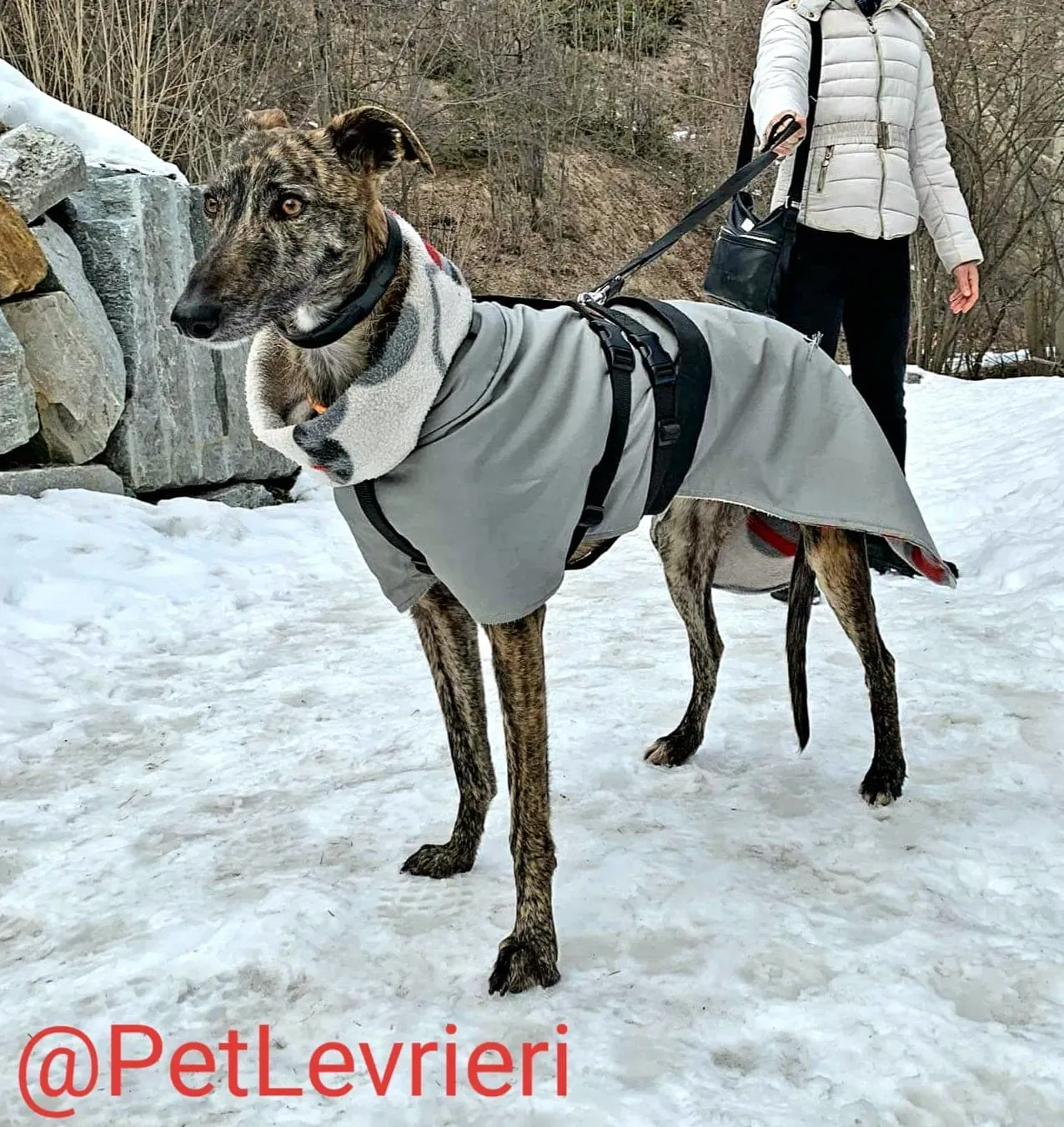 Lorenzo adozione levrieri galgo 09