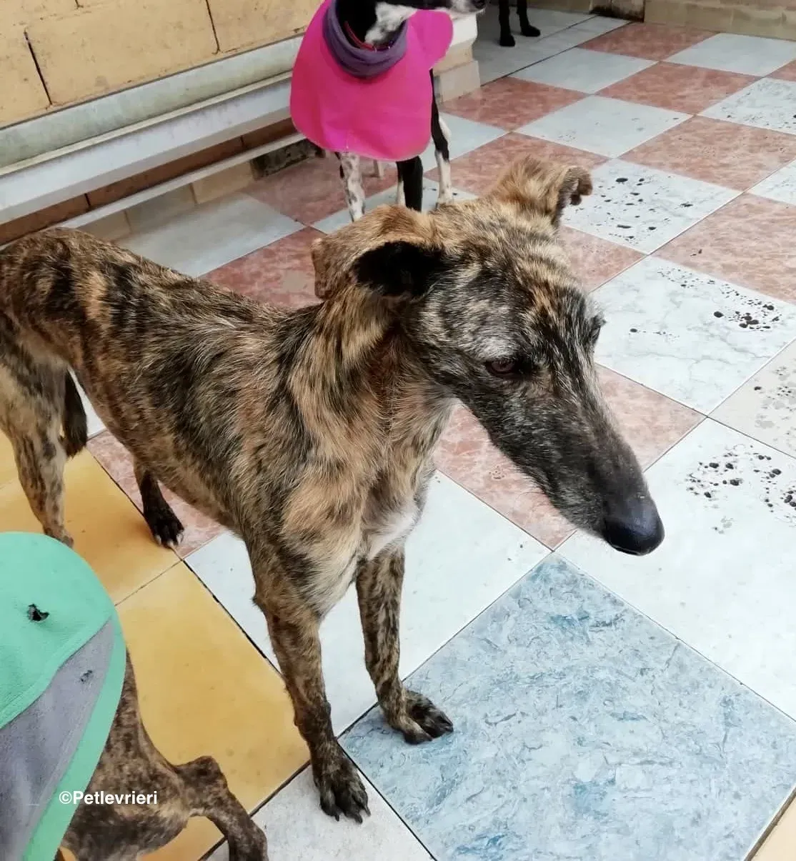 Lorenzo adozione levrieri galgo 10