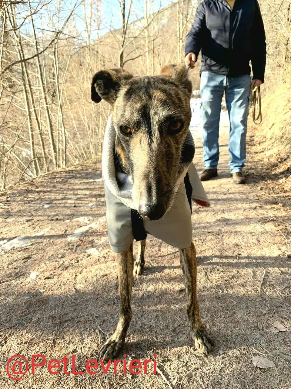 Lorenzo adozione levrieri galgo 10