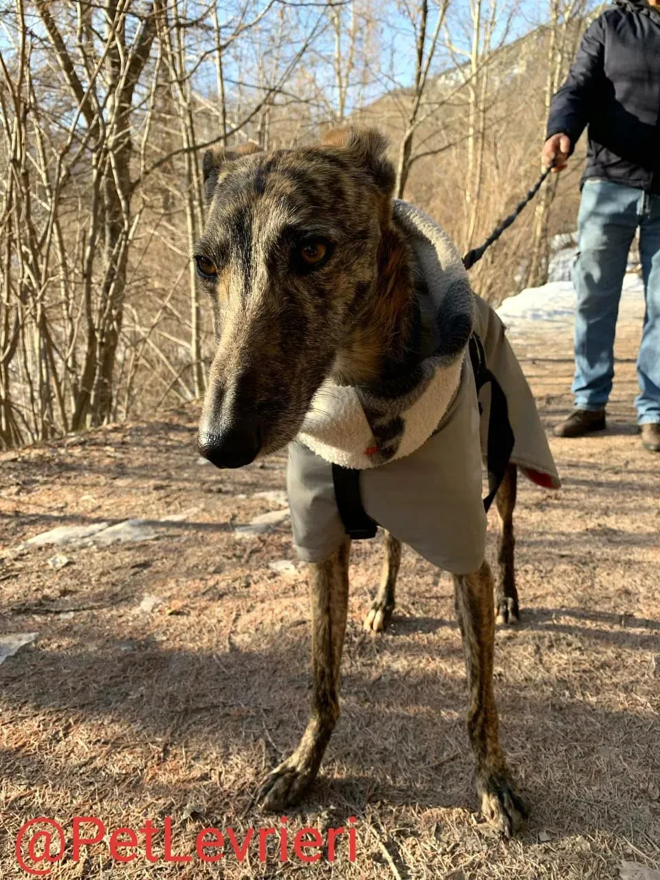 Lorenzo adozione levrieri galgo 11