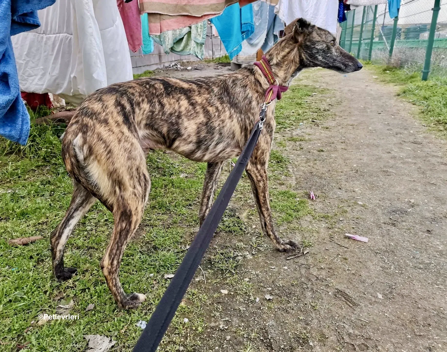 Lorenzo adozione levrieri galgo 12