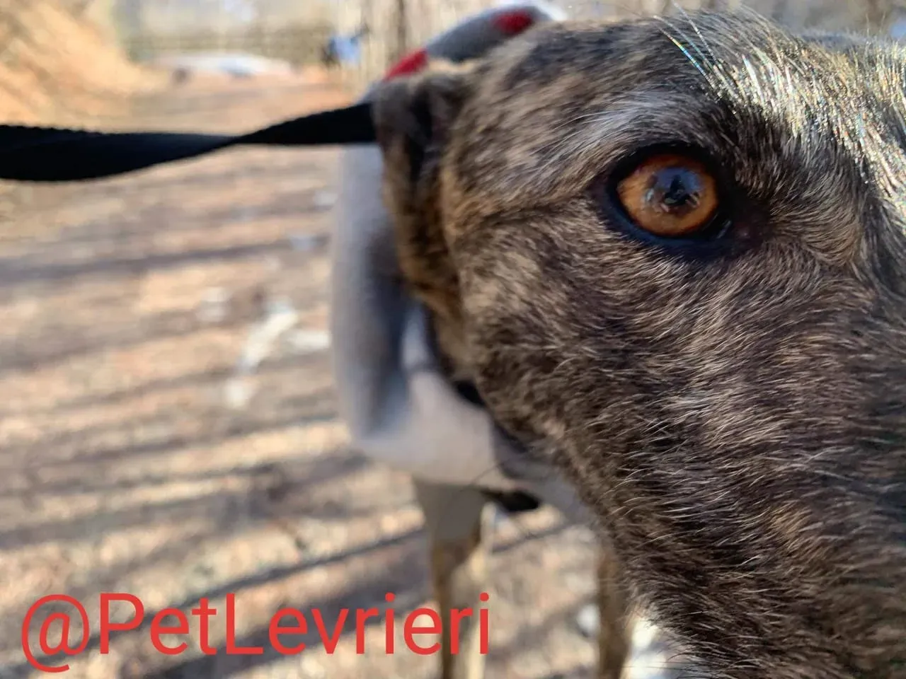 Lorenzo adozione levrieri galgo 12