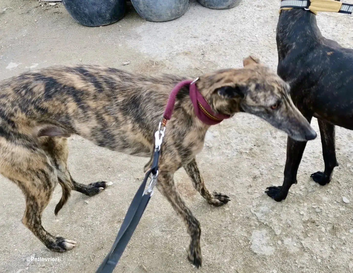 Lorenzo adozione levrieri galgo 13