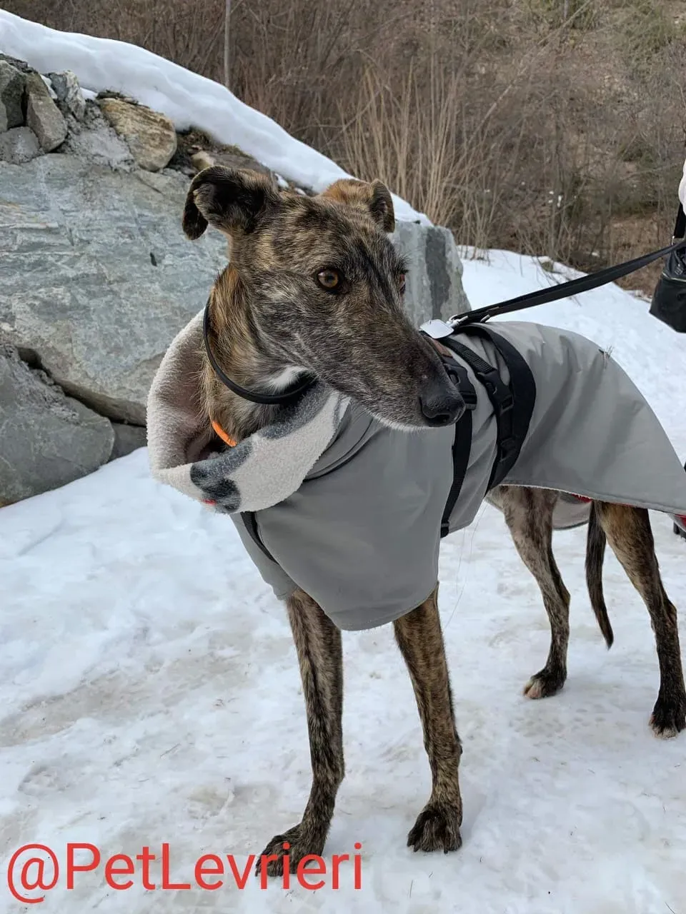 Lorenzo adozione levrieri galgo 13