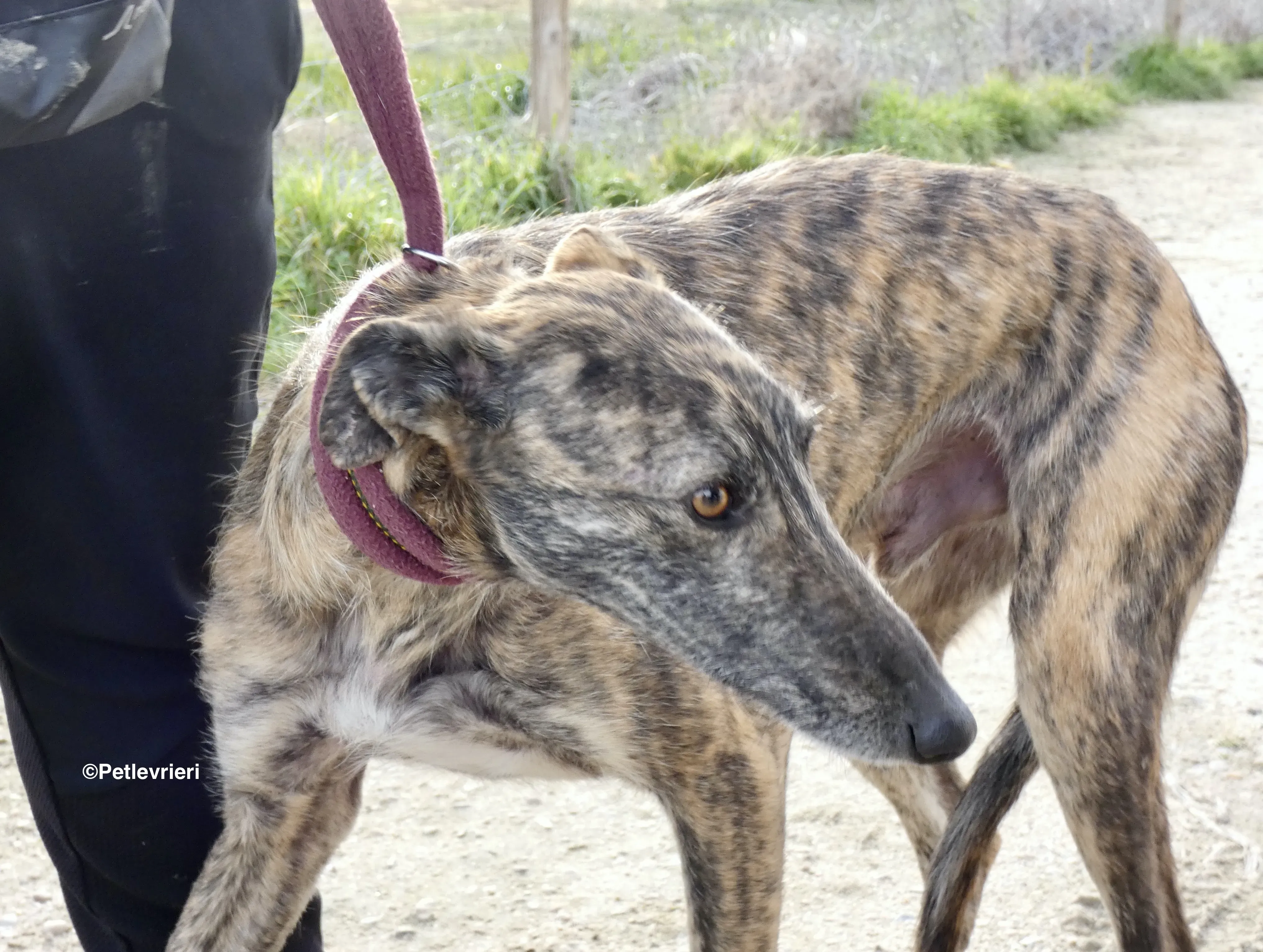 Lorenzo adozione levrieri galgo 14