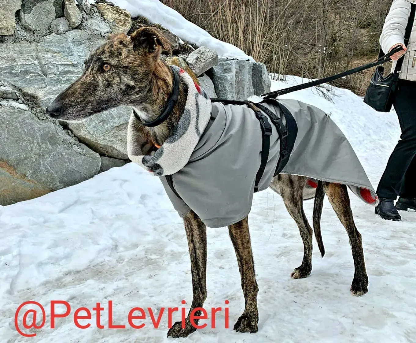 Lorenzo adozione levrieri galgo 14