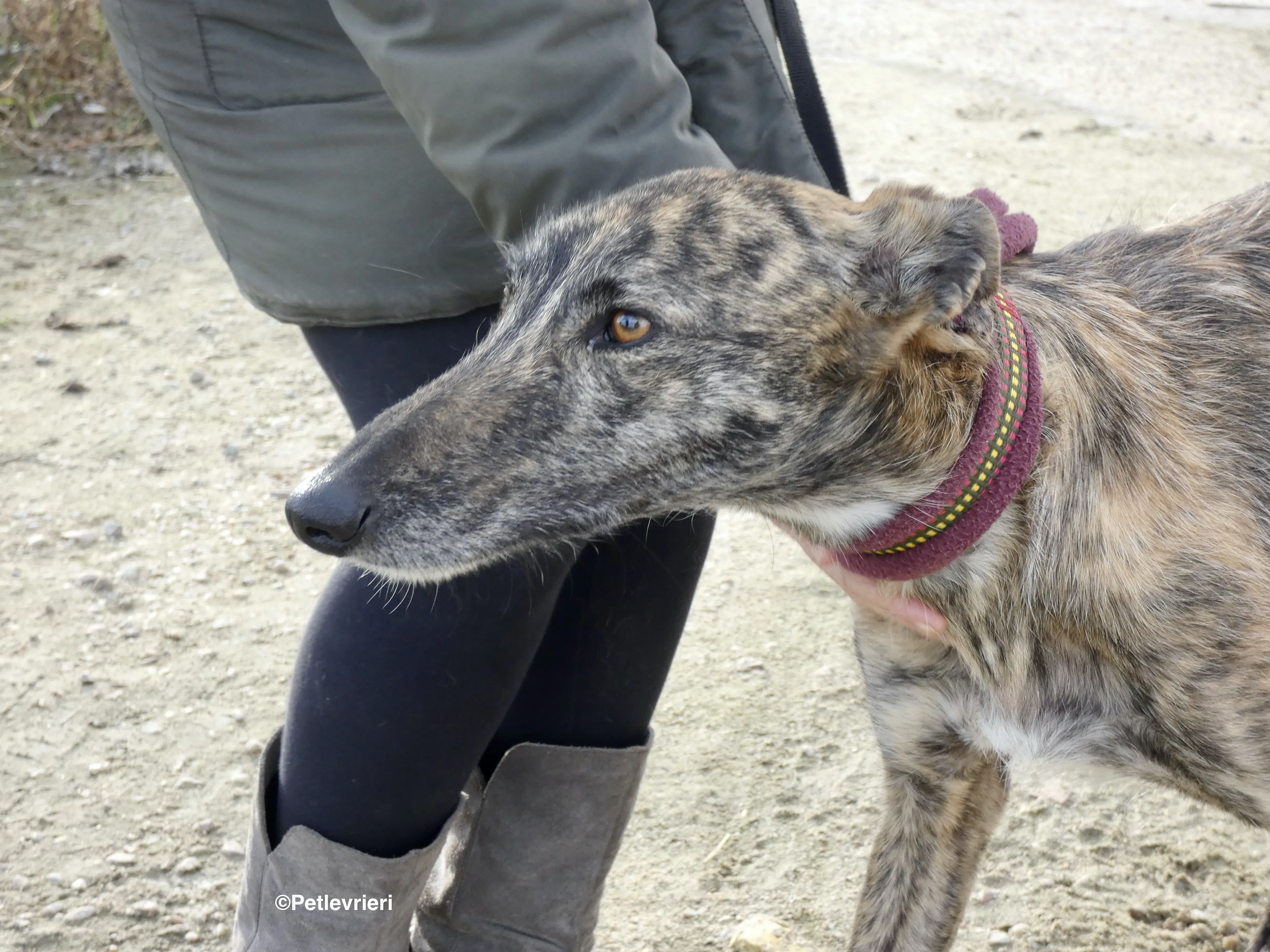 Lorenzo adozione levrieri galgo 15