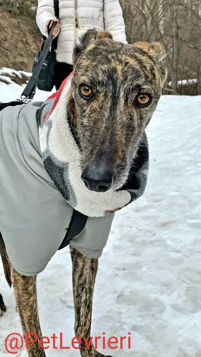 Lorenzo adozione levrieri galgo 15