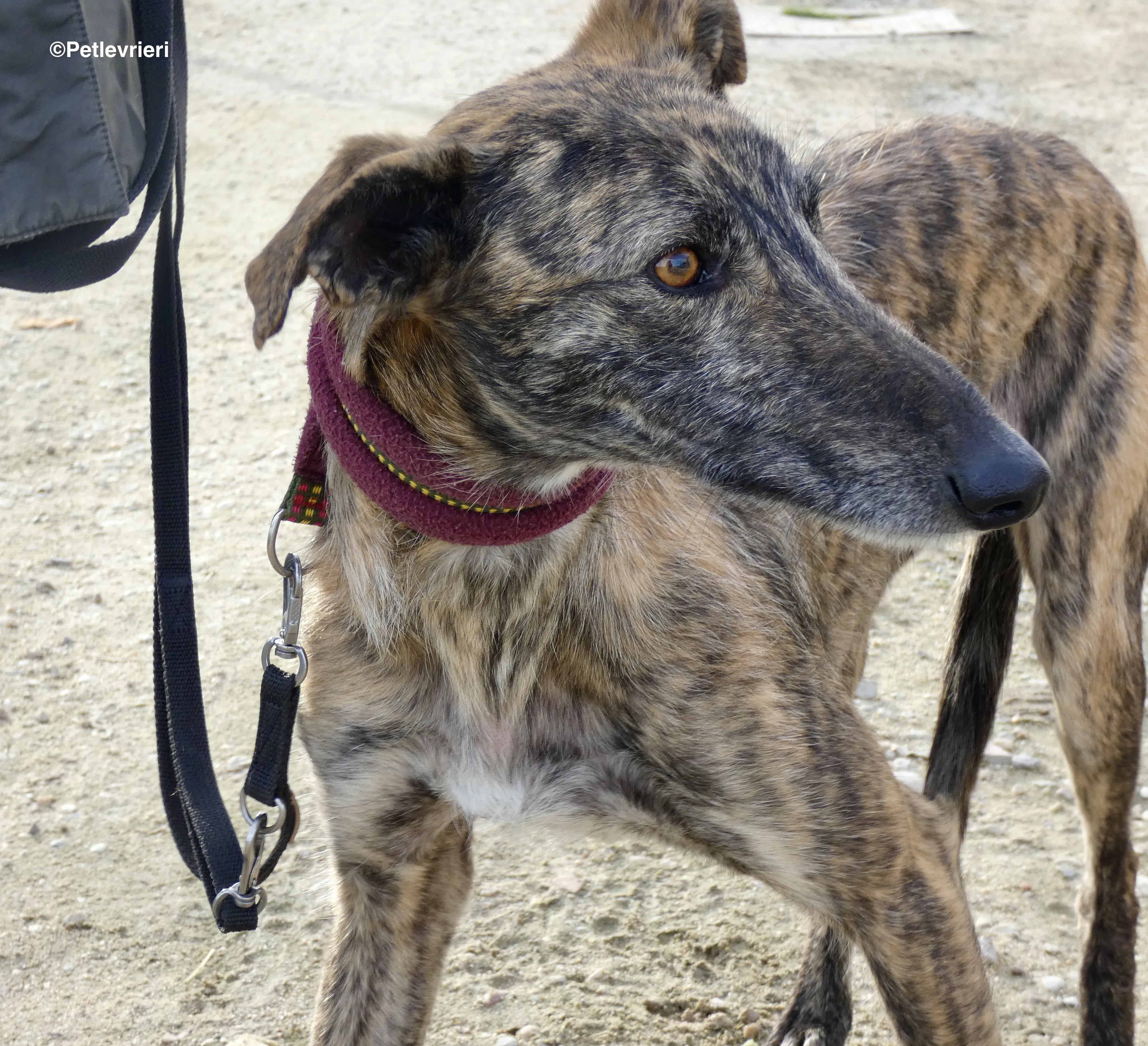 Lorenzo adozione levrieri galgo 16